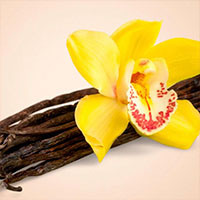 fragancia Spicy Vanilla