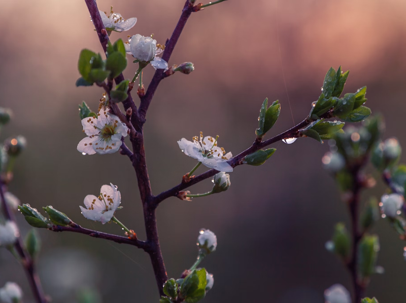 Aromatización en hoteles